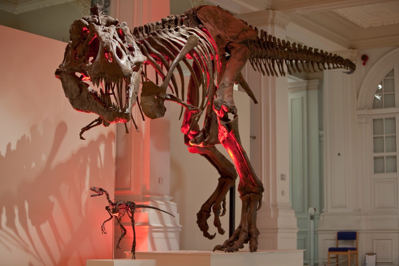 teo_call_exhibit-re-use-dinosaurs-animatronic-models-and-replica-skeletons_4